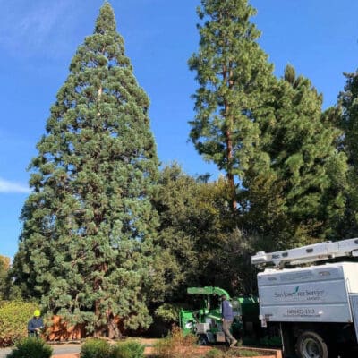 San Jose, CA Arborist