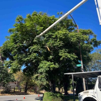 San Jose, CA Arborist