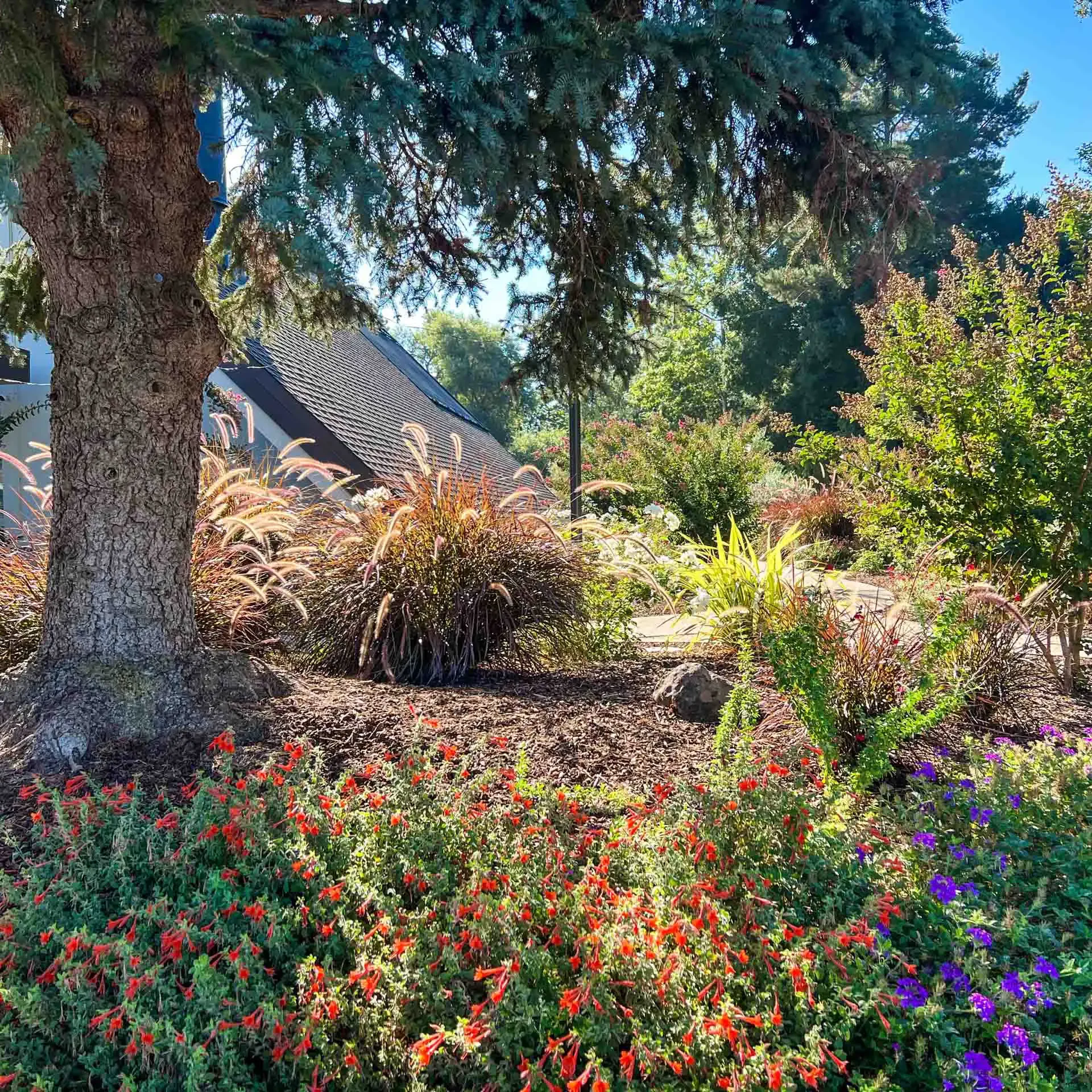 San Jose, CA Lawn Care & Landscape Maintenance Company