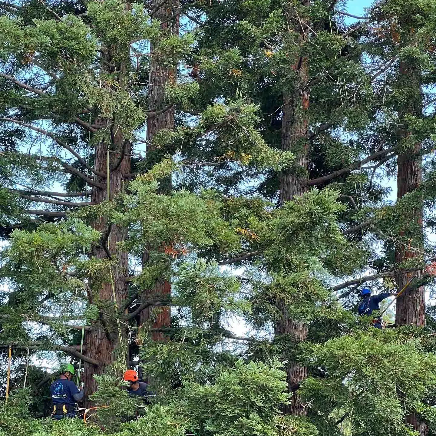 Los Altos, CA Tree Services