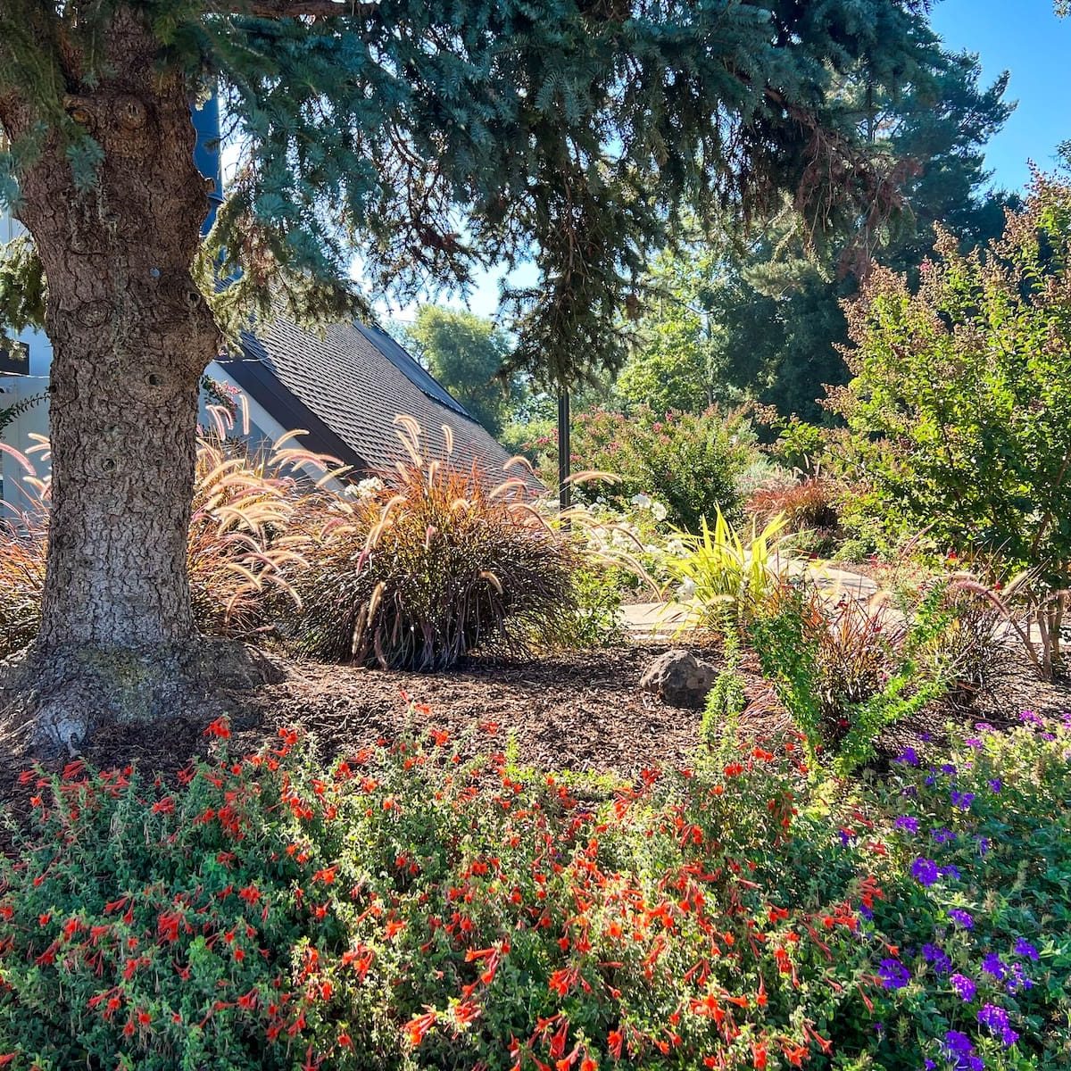 Los Gatos, CA Landscape Maintenance